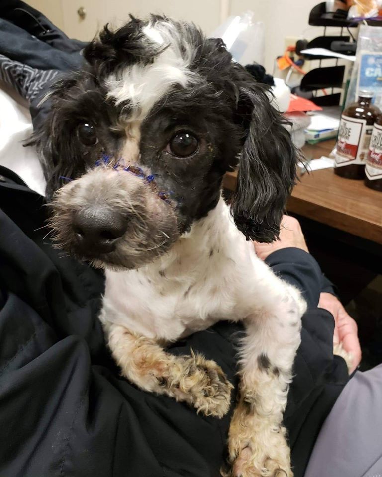 Wyatt ready for adoption
